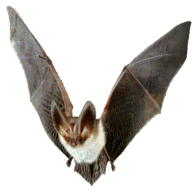 http://antaratv.files.wordpress.com/2010/08/bat1.gif