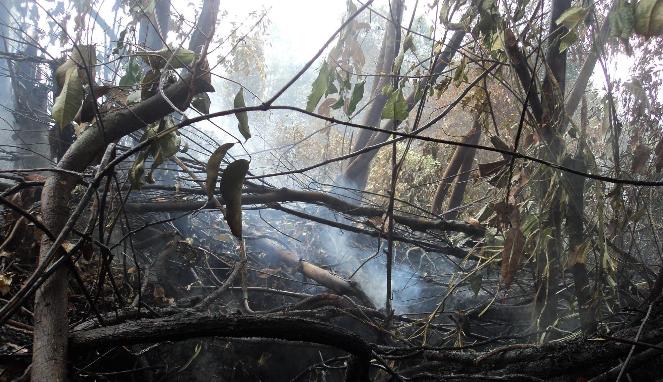 Kebakaran hutan marak di musim kemarau (ilustrasi)