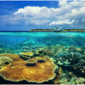 Kenali Destinasi Wisata Menarik di Gili Trawangan Lombok spot diving gili trawangan lombok 120x120 - Kenali Destinasi Wisata Menarik di Gili Trawangan Lombok